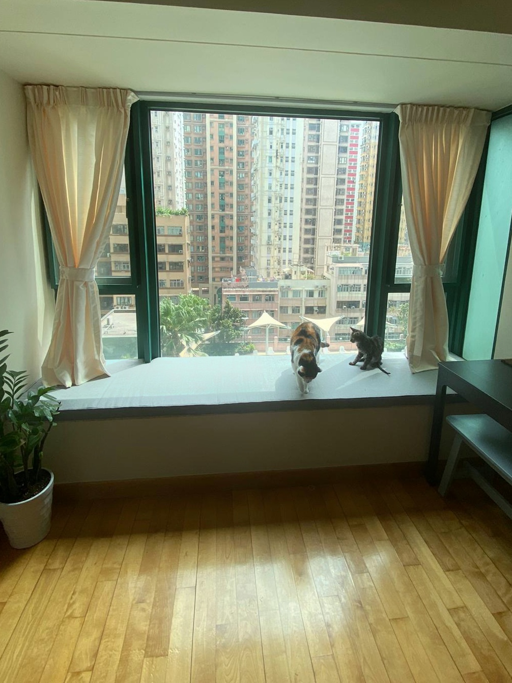 Calico cat on a light grey baywindow cushion in an urban flat